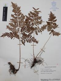 Dryopteris rossii image
