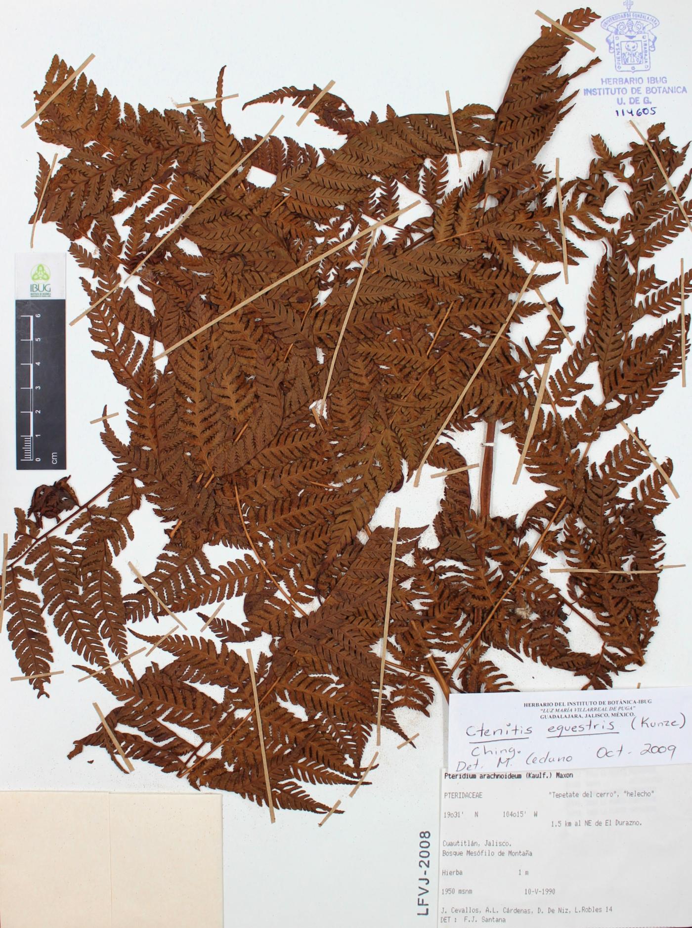 Ctenitis equestris image