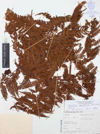 Ctenitis equestris image