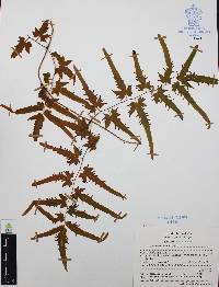 Lygodium venustum image