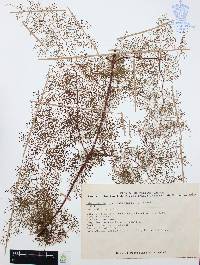 Odontosoria schlechtendalii image