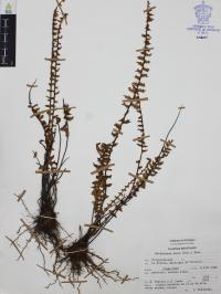 Myriopteris aurea image