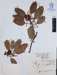 Arbutus xalapensis image