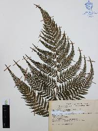 Macrothelypteris torresiana image