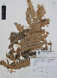 Woodwardia spinulosa image