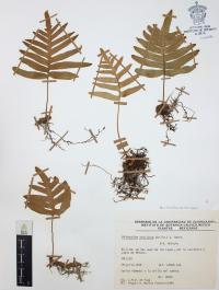 Phlebodium areolatum image