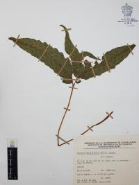 Tectaria heracleifolia image