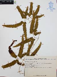 Lygodium heterodoxum image