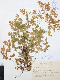 Adiantum amplum image