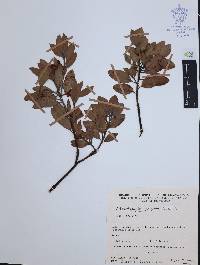 Arctostaphylos pungens image