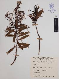 Comarostaphylis discolor image