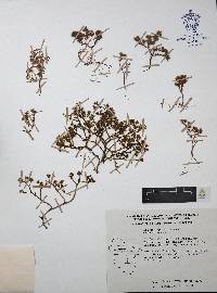Sedum napiferum image
