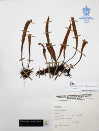 Pleopeltis polylepis image