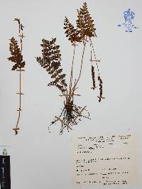 Anemia hirsuta image