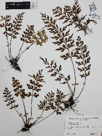 Asplenium aethiopicum image