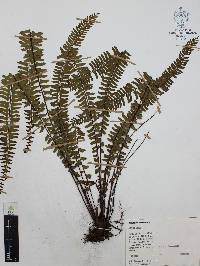 Asplenium monanthes image