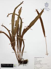 Elaphoglossum muelleri image