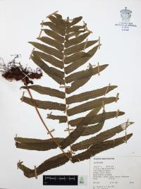 Polypodium subpetiolatum image