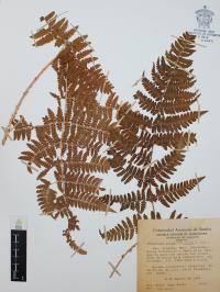 Dryopteris rossii image