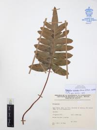 Phlebodium areolatum image
