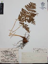 Anemia karwinskyana image