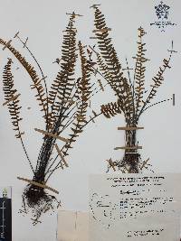 Myriopteris aurea image