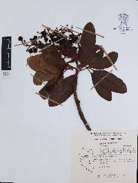 Arbutus xalapensis image