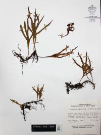 Pleopeltis angusta image