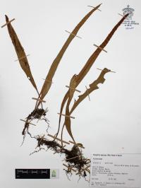 Pleopeltis mexicana image