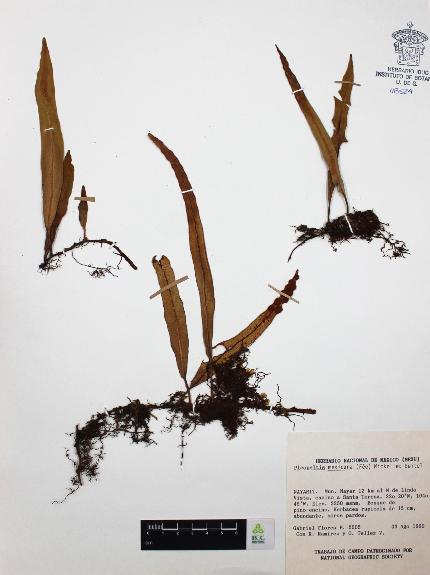 Pleopeltis mexicana image