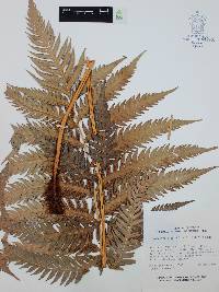Woodwardia spinulosa image