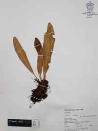 Elaphoglossum sartorii image