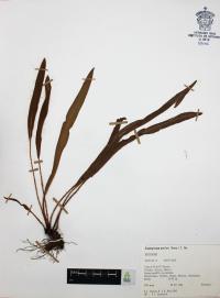 Elaphoglossum muelleri image