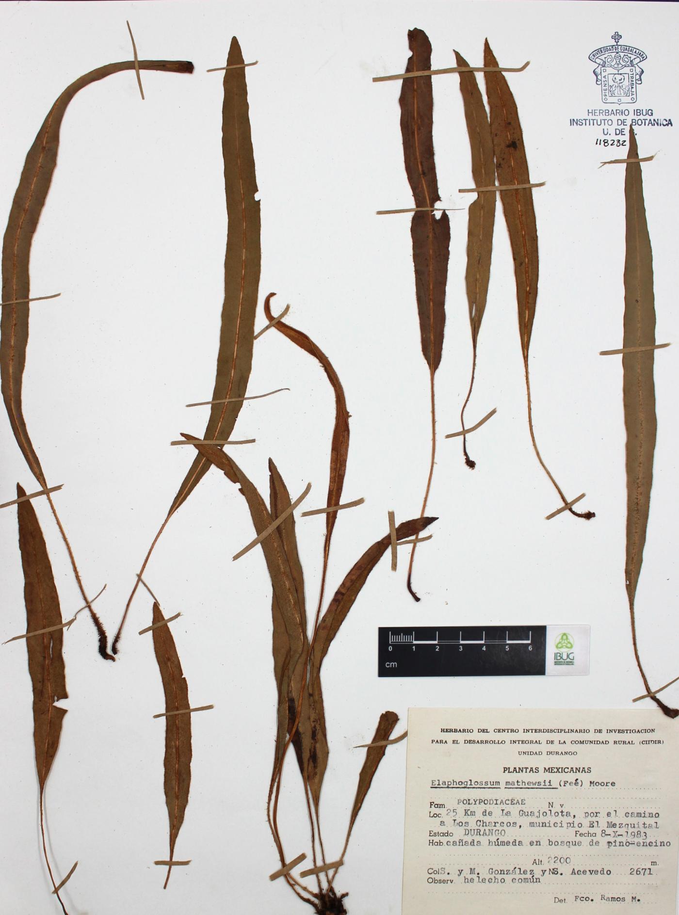 Elaphoglossum mathewsii image
