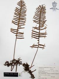 Polypodium sanctae-rosae image