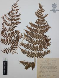 Dryopteris rossii image
