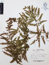 Lygodium venustum image