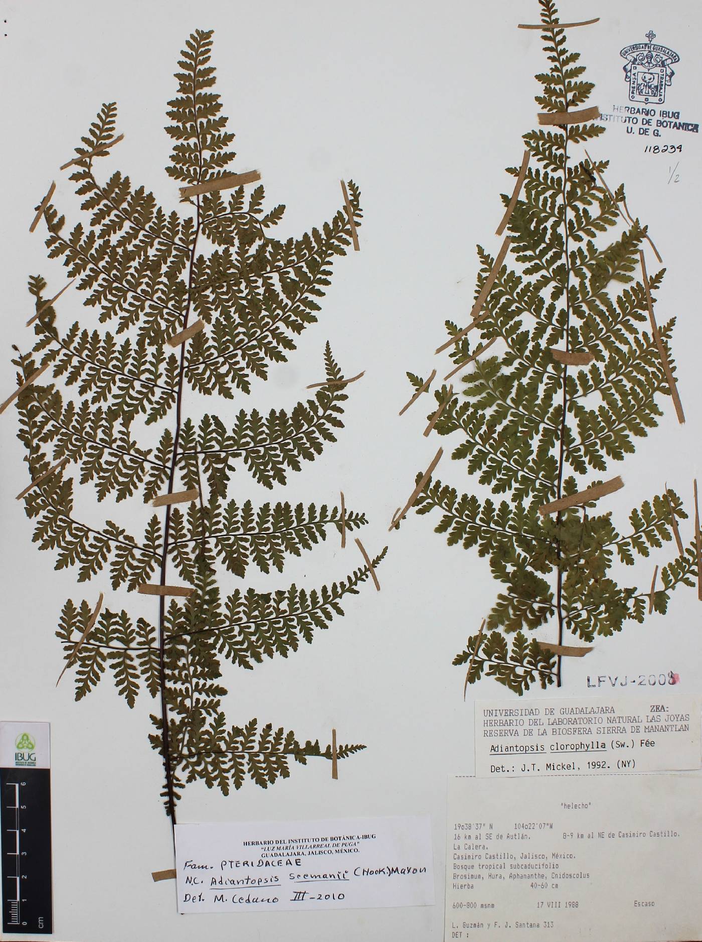 Adiantopsis seemannii image