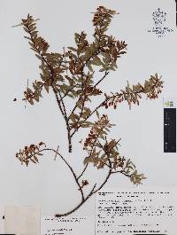 Pernettya prostrata image