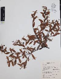 Vaccinium stenophyllum image