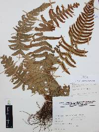 Blechnum appendiculatum image