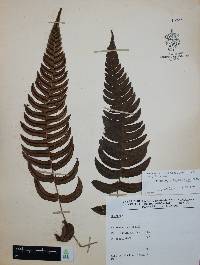 Blechnum polypodioides image