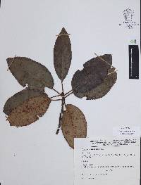 Arbutus xalapensis image