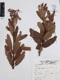 Comarostaphylis glaucescens image