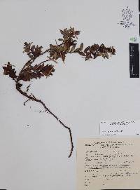 Pernettya prostrata image