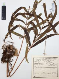 Phlebodium aureum image