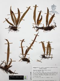 Pleopeltis mexicana image