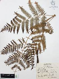 Pteridium aquilinum var. feei image