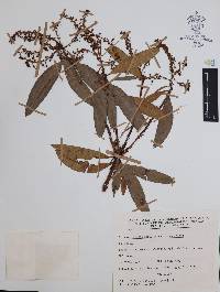 Comarostaphylis discolor subsp. rupestris image