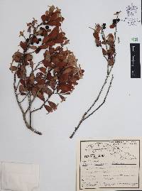 Vaccinium bissei image